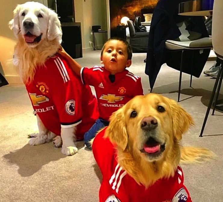 爱之深，桑切斯为宠物狗套上<a href=https://www.310bf.com/tags-%E6%9B%BC%E8%81%94-0.html target=_blank class=infotextkey>曼联</a>球衣