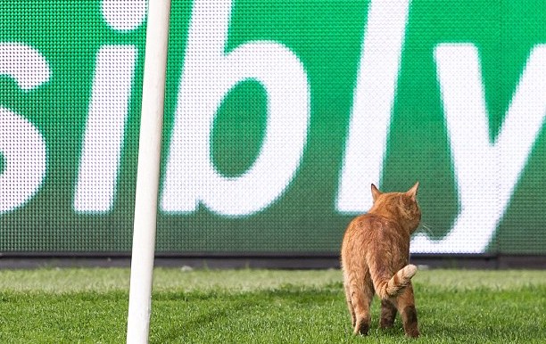 猫坑人?贝西克塔斯因猫闯入球场被控组织不当