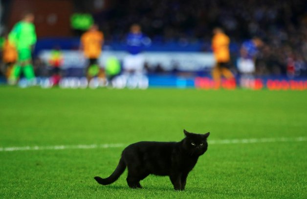 竟然嫌弃小黑喵！努诺：希望永远别再看到黑猫了