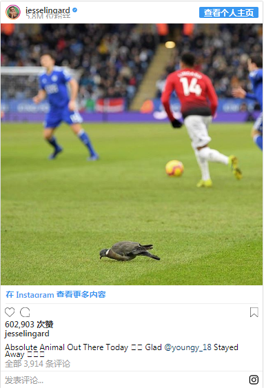 鸽子误入球场，林加德调侃阿什利扬：这次躲过了没吃鸟屎