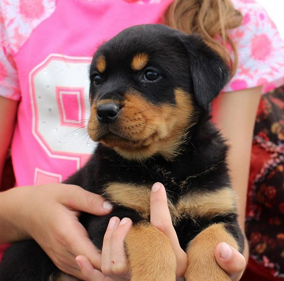 欢乐！哈特分享搞怪视频祝爱犬3周岁生日快乐