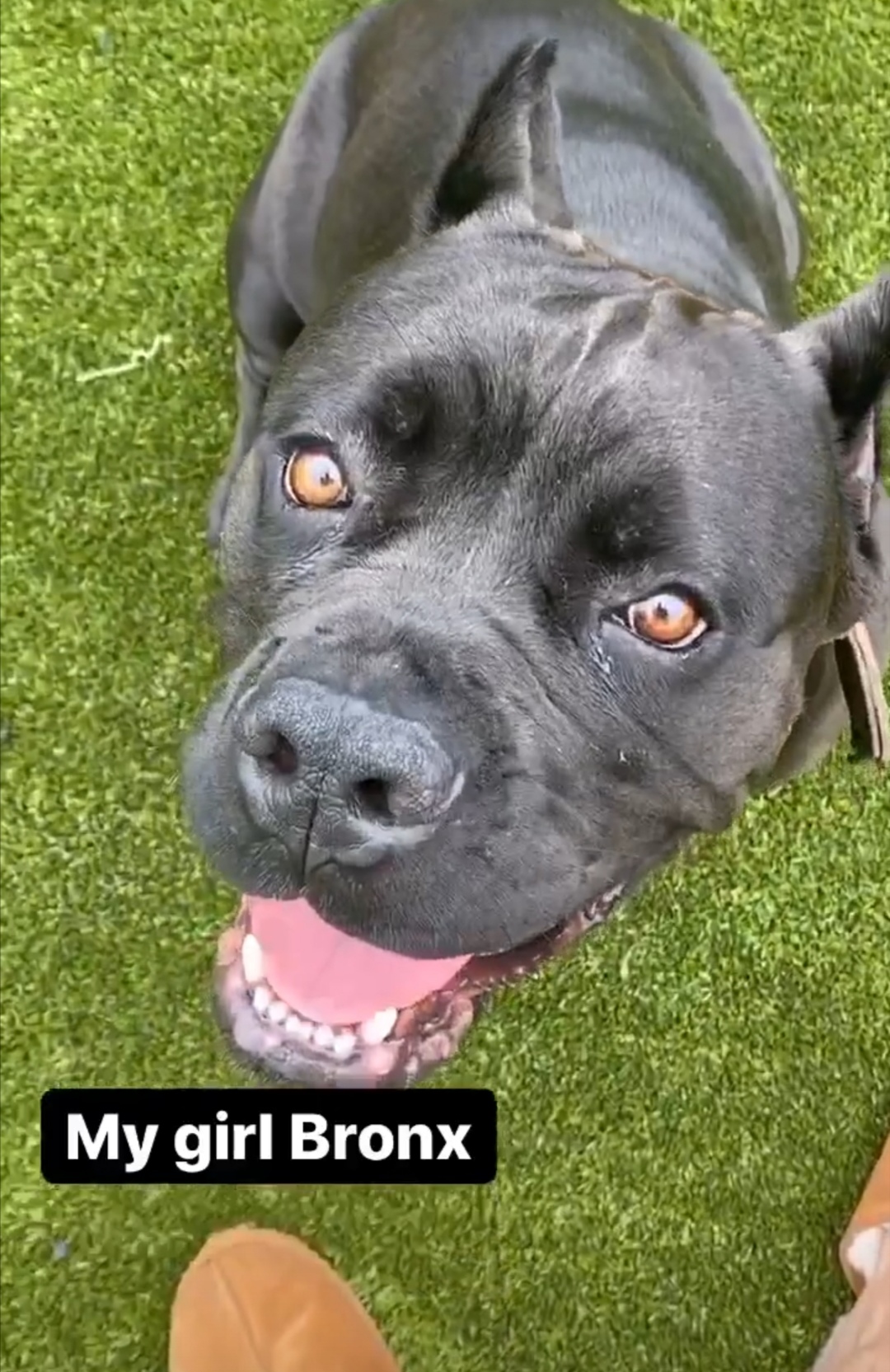 西蒙斯晒爱犬：我的女孩Bronx
