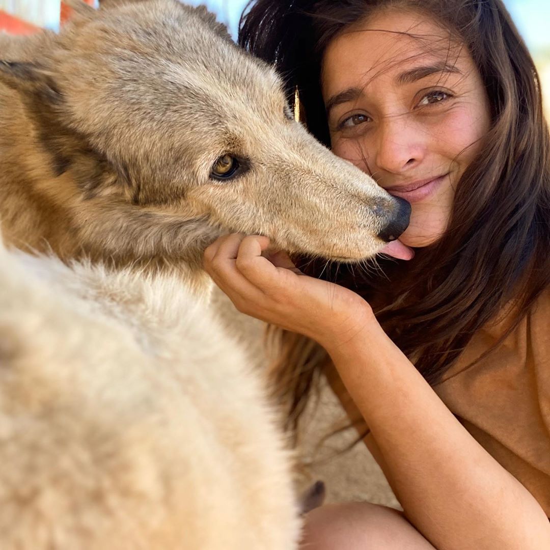 安佳丽更新Instagram，晒出自己与救助的狼犬的合影