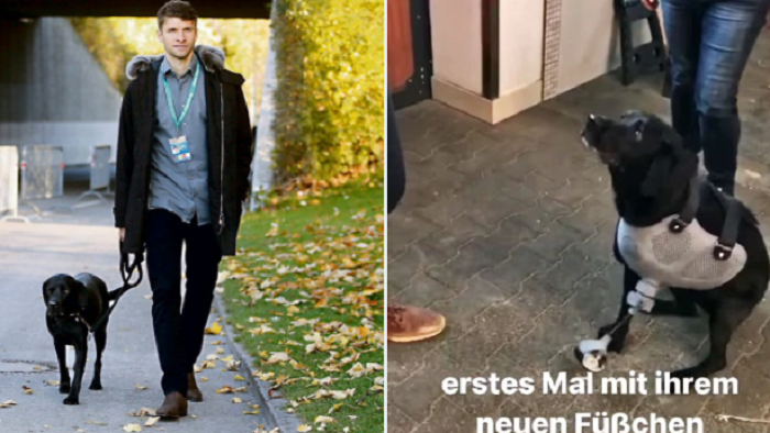 图片报：穆勒家的狗装上了假肢，现在可以正常行走